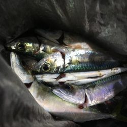 ジグサビキでアジとサバ